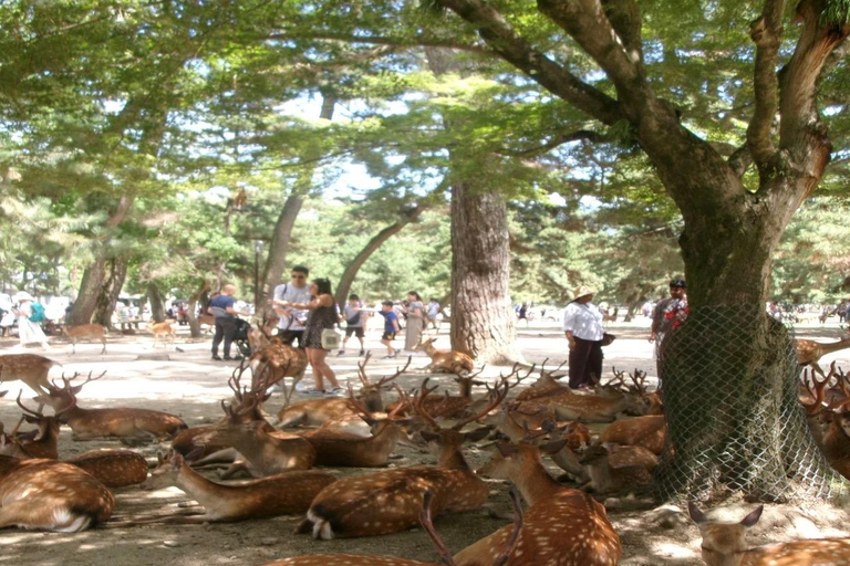 From Osaka: Nara Private Guided Day Trip with Flexible Tour