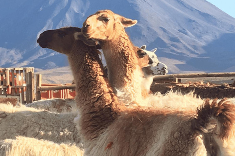 San Pedro de Atacama: Lhamas Caravan