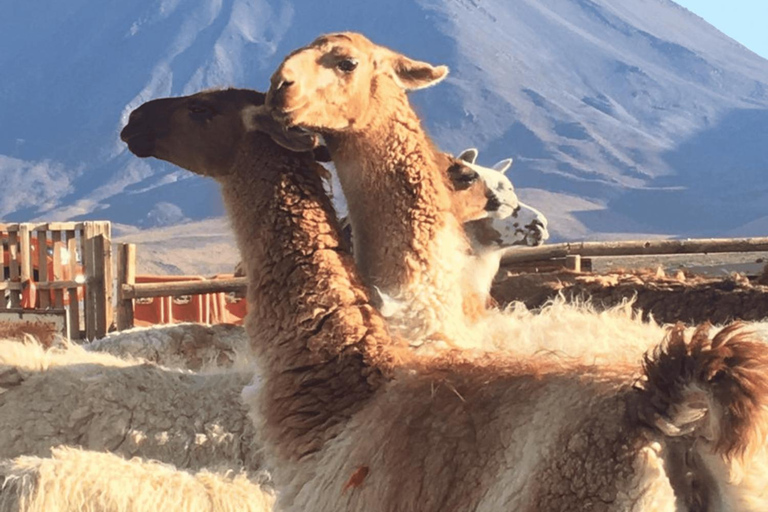 San Pedro de Atacama: Lhamas husvagn