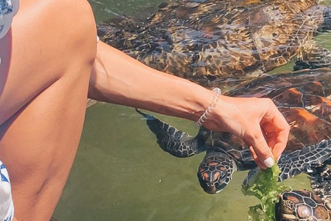 Zanzibar: Jozani forest and Salaam Cave Swim with turtles