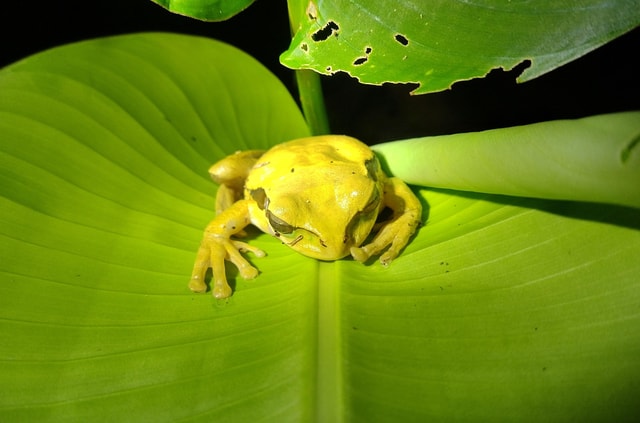 La Fortuna-Rain Forest Night Walk & Costa Rican Snack
