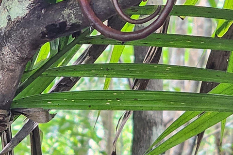 From Cebu: Bohol Countryside Tour Day Trip with Buffet Lunch