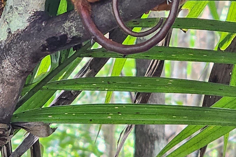 From Cebu: Bohol Countryside Tour Day Trip with Buffet Lunch