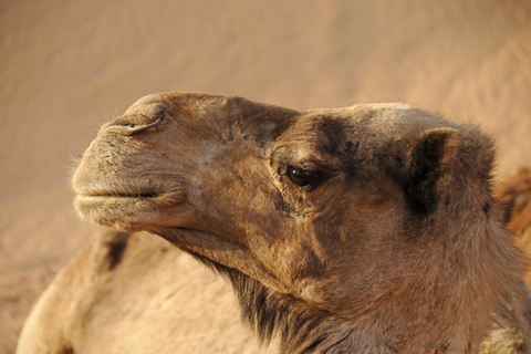 From Djerba: Desert, Ksar Ghilane, Matmata & Toujane by 4x4