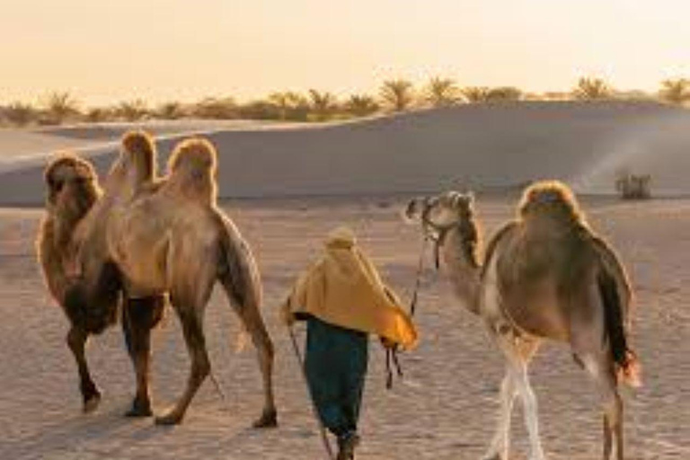 Peru: Camel Ride and Wine Tasting in the Desert