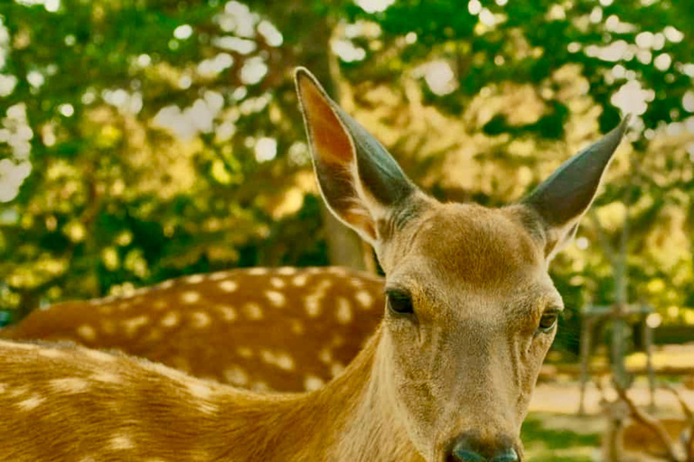 كيوتو/نارا: جولة عائلية ممتعة وثقافية بالسيارة مع خدمة التوصيل من الفندق