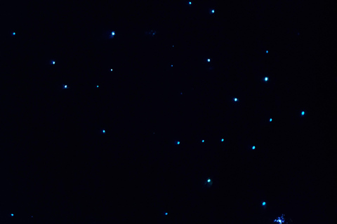 Tour delle lucciole della costa nord di Auckland