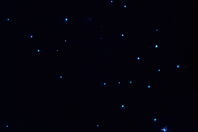 Tour delle lucciole della costa nord di Auckland