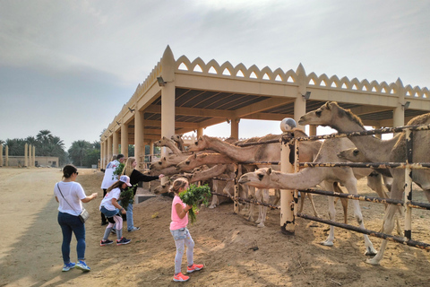 Le Bahreïn en une journée, des lumières de la ville aux paysages désertiques