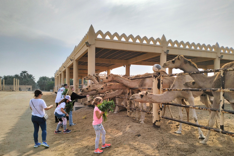 Le Bahreïn en une journée, des lumières de la ville aux paysages désertiques