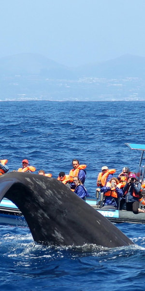 ラボ・デ・ペイシェ：マッコウクジラ保護区探検 | GetYourGuide