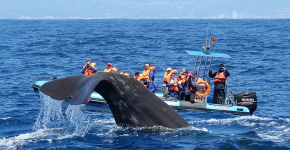 Rabo de Peixe: Sperm Whale Sanctuary Expedition