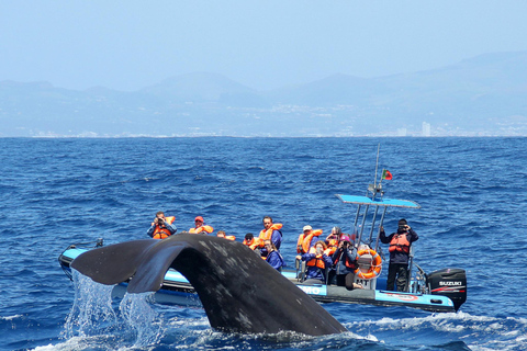 Whale and Dolphin Watching with Vila Franca Islet Visit