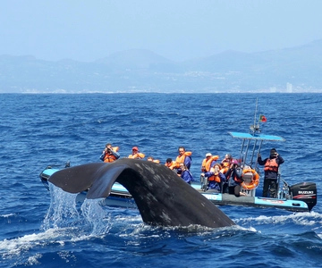 Rabo de Peixe: Sperm Whale Sanctuary Expedition