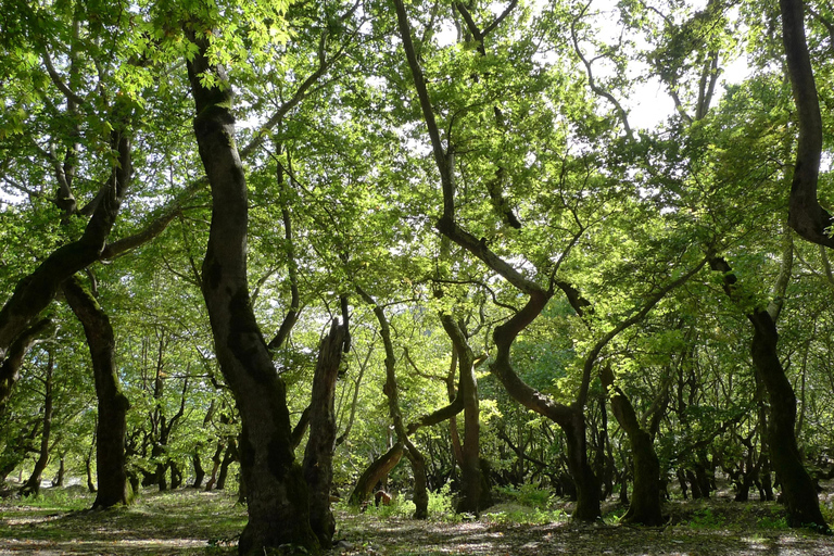 Athens: Kalavrita UNESCO Global Geopark & Pounta Beach Swim