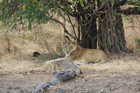 Ngorongoro Day Trip Safari (Big Five) From Arusha Tanzania: Ngorongoro Big Five Day Trip From Arusha