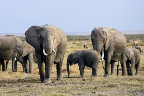 From Mombasa: Day Tour to Tsavo East National Park Day tour to Tsavo East National park from Mombasa or Diani