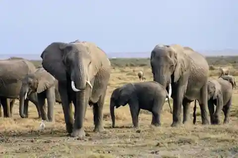 From Mombasa: Day Tour to Tsavo East National Park