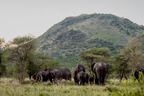 Day trip to Tarangire National Park