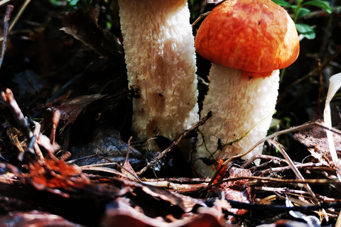 Pilzsammeln in den Wäldern bei Riga