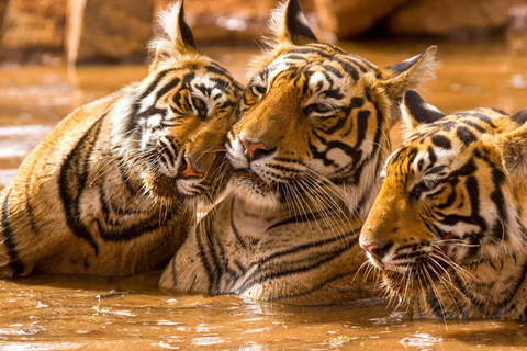 Wycieczka po Złotym Trójkącie z safari z tygrysem Ranthambore