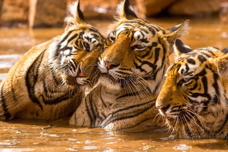 Da Delhi: Tour guidato di 4 giorni del Triangolo d&#039;Oro e Ranthambore