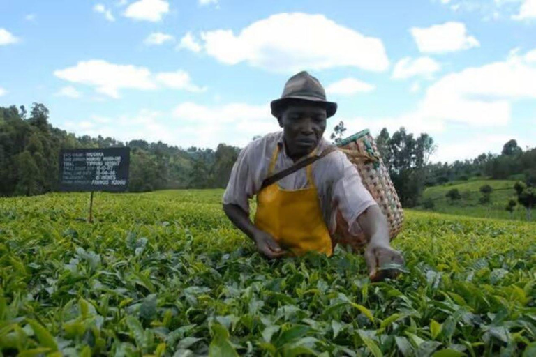 Kiambethu Tea Farm Tour with Lunch