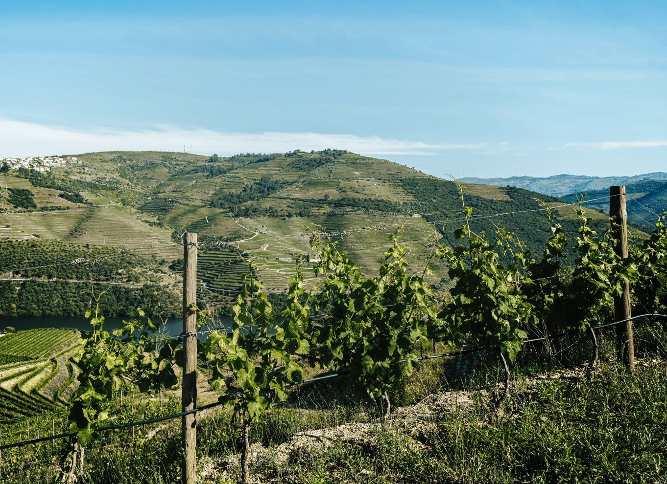 Pinhão: Quinta da Formigosa vingårdstur og vinprøvesmagning