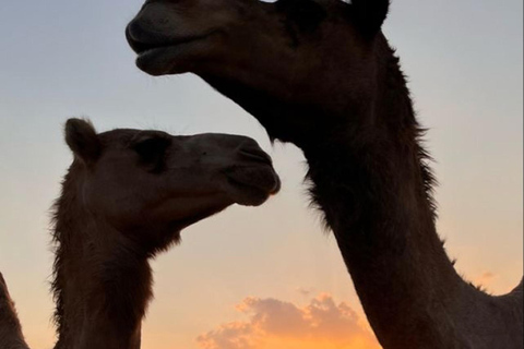 Muscat: Wadi Bani Khalid & Sunset at Wahiba Sands