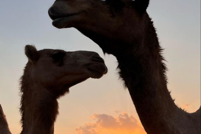 Muscat: Wadi Bani Khalid & Sunset at Wahiba Sands