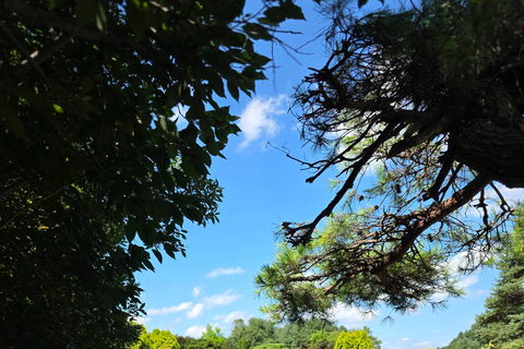 From Seoul: Garden of Morning Calm Day Tour by train
