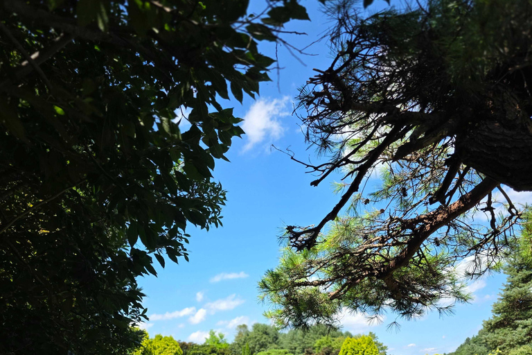 From Seoul: Garden of Morning Calm Day Tour by train