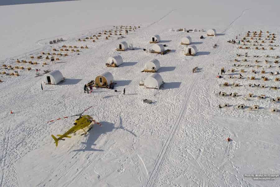 Juneau: Hundeschlittenfahrt auf dem Herbert-Gletscher mit dem Hubschrauber. Foto: GetYourGuide