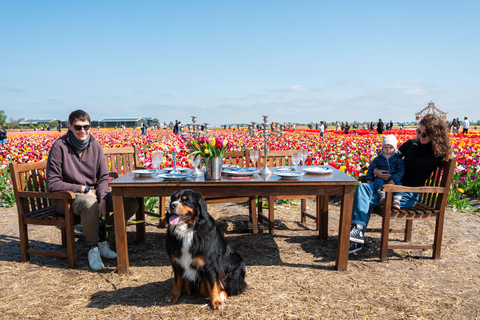 Tulip Experience and Tulip Fields Tour from Amsterdam