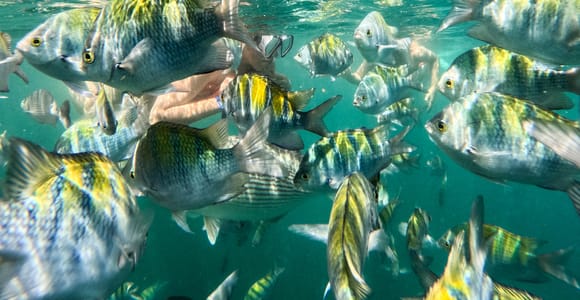 Puerto Vallarta: Snorkel With Tropical Fishes & Canopy Tour