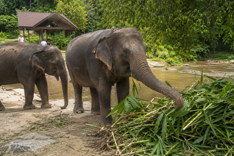Batu Caves & Elephant Sanctuary with KL Complimentary Tour B.Caves, Elephant Sanctuary with 2hrs KL City Tour (Private)