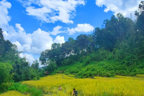 Chiang Mai: Elephant Sanctuary &amp; Jungle Trek w/ WaterfallSanctuary,Trekking,waterfall and bamboo rafting