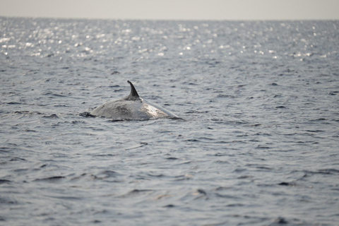 Lanzarote: Whale and Dolphin Watching Eco-Friendly Catamaran