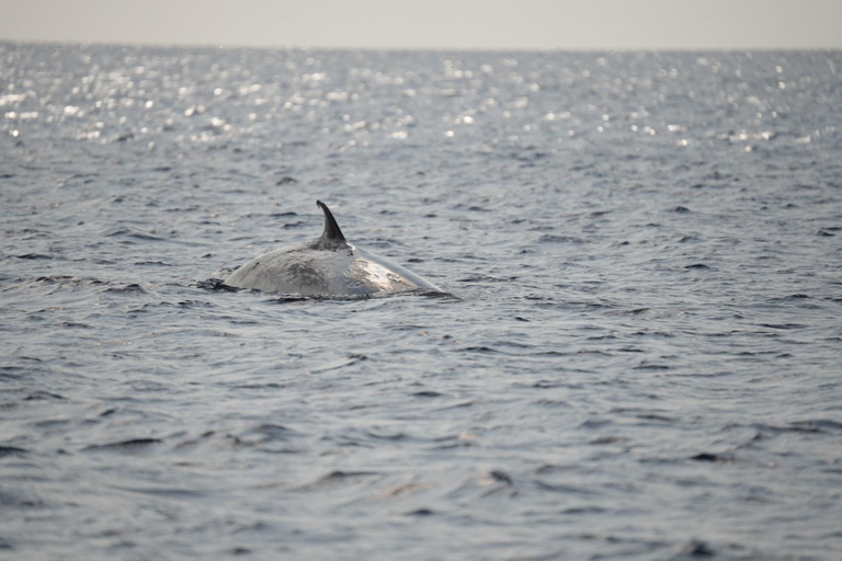 Lanzarote: Avistamiento de ballenas y delfines en catamarán ecológico