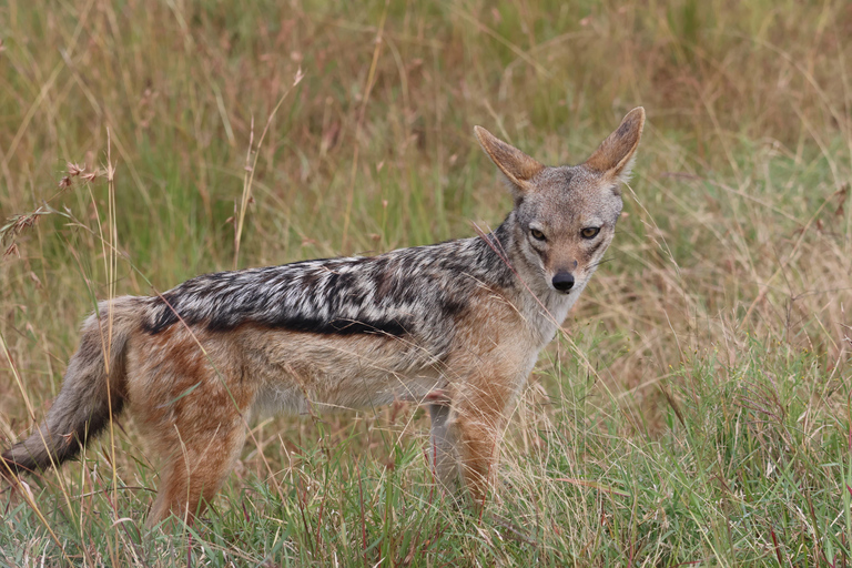 De Arusha: Visita a Tarangire, Serengeti e Lago Manyara