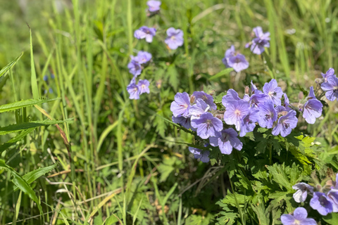 Palmer Hidden Waterfalls Guided Backcountry Hike