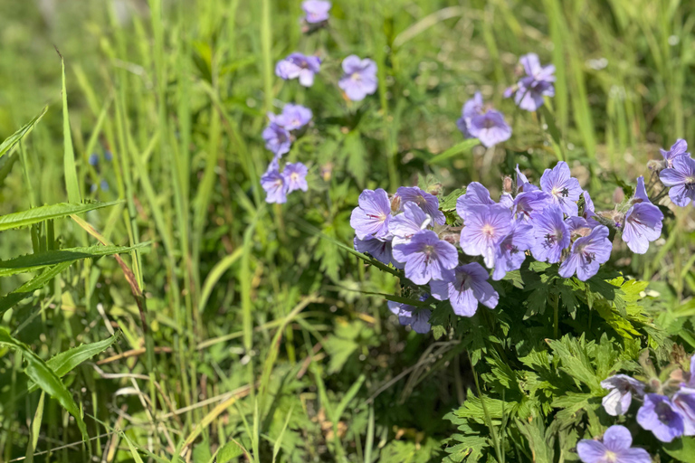 Palmer Hidden Waterfalls Guided Backcountry Hike