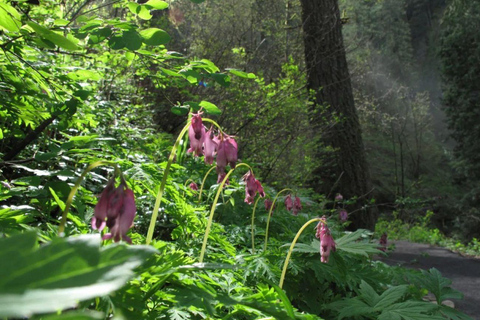 Portland: Columbia River Gorge Waterfalls Hike & Bike Tour