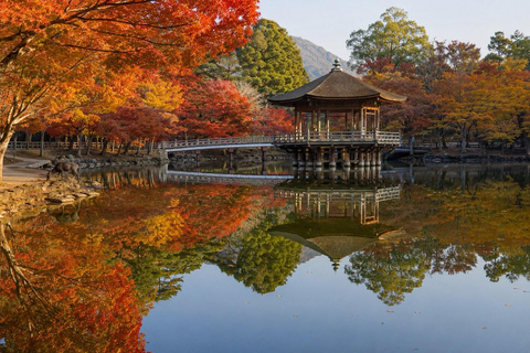 Nara: Autumn Colors, Deer & Historic Park Walk Early Bird 20% Off – Limited Autumn Offer