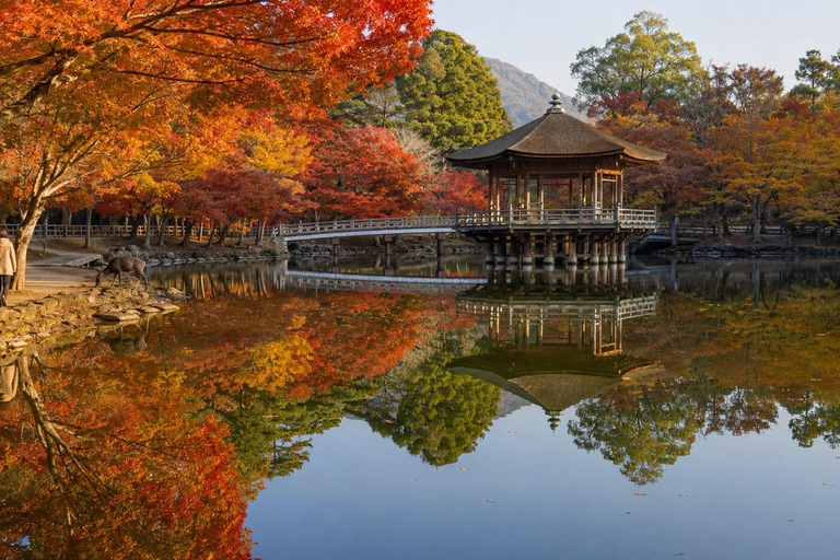 Nara: Autumn Colors, Deer & Historic Park Walk Early Bird 20% Off – Limited Autumn Offer