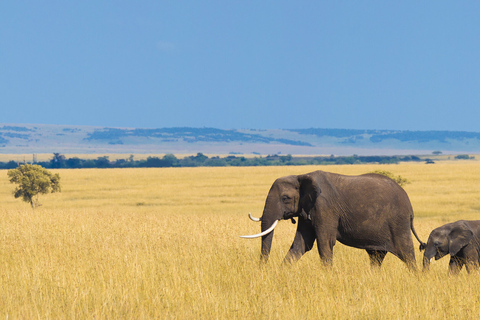 Maasai Magic & Nakuru's Charms: 4-Day Wilderness Safari