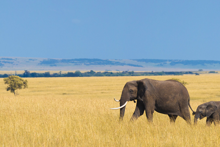 Magia Maasai y encantos de Nakuru: Safari salvaje de 4 días