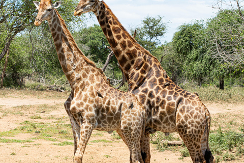Nairobi: 3-Day Maasai Mara Safari with Game Drives Nairobi: 3-Day Maasai Mara 4 x 4 Safari Al inclusive