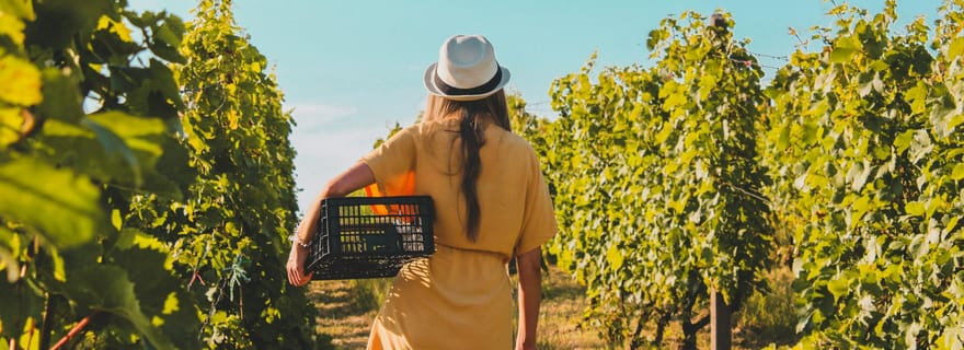 Dégustation de vin et escapade dans les vignobles près de Tirana