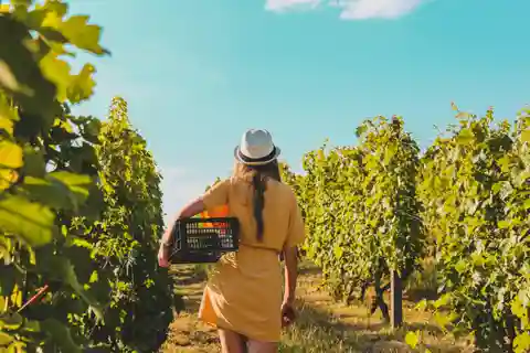 Weinverkostung & Weinberge Flucht in der Nähe von Tirana